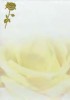 Design paper A4 Golden rose 50-p