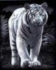 Skrapgravyr Silver Tiger