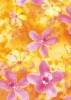 
                    Decopatch - Orange & pink flowers
