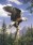 Måla efter nummer Artists Screaming Eagle