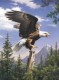 Måla efter nummer Artists Screaming Eagle